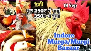सस्ते मुर्गा/मुर्गी |Indore Desi Murga-Murgi Bazaar | Roosters-Hens Market | Indore Roosters Market