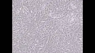 New Product Launch! StemBioSys CELLvo&trade; human iPS-Cardiomyocytes