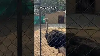Count the birds🦚🦅#ytshorts #youtubeshorts #shortsviral #travel #dehradun #uttrakhand #short