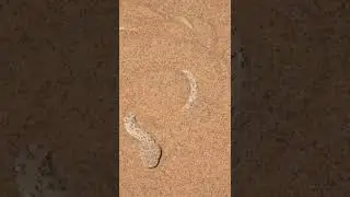 Sidewinder Snake