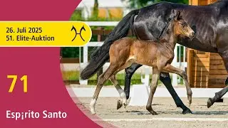 No. 71 Esp&iacute;rito Santo by Esperanto - Belantis I | 51st Elite Foal Auction - OnLive &ndash; July, 26th