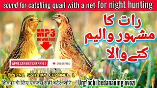 quail sound effect / Bater ki Awaaz / Batair ki night Awaz