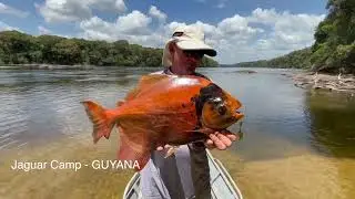 PACU CLIP GUYANA