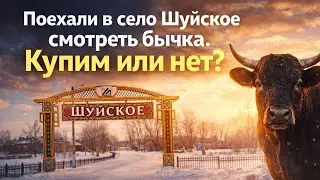 Поехали смотреть бычка в Шуйское&hellip; Купим или нет? Деревенская жизнь #жизньвказахстане 