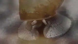 Becoming Animal Trailer