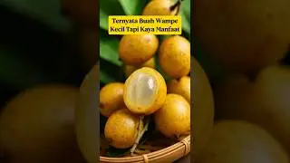 Buah Wampe, Si Kecil Kaya Manfaat‼️ Sudah Pernah Coba⁉️ #buahwampe
