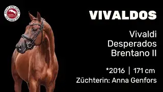 Vivaldos *2016 von Vivaldi x Desperados | Hengstschau Sosath 2025