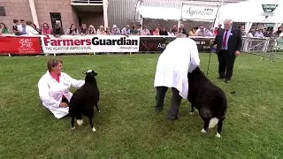 Prif bencampwriaeth defaid Balwen |  Balwen sheep championship
