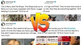 This Twitter Account Hilariously Rates Dogs Of The Internet And We Can'T Get Enough Of It 🌠