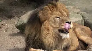 Kings of the Savanna: Lions in Their Natural Habitat #WildlifeWonders #SafariSerenity #NatureInPeace
