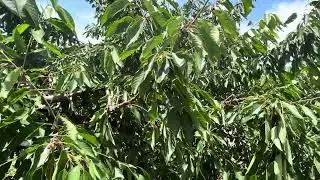 Red & Yellow Cherries Farming in the USA