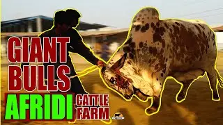 GAINT BULLS | SHENSHAH - E – ALAM | DILBAR | AFRIDI CATTLE | Cow Mandi 021 | #sgcmk