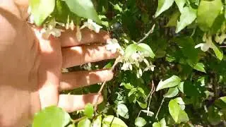 Plants with scented flowers and lush leaves