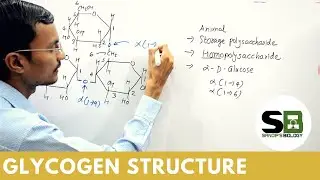Structure of Glycogen