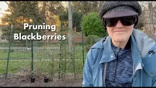 Pruning Blackberries in the Spring in Mid-April in Zone 6a\7b
