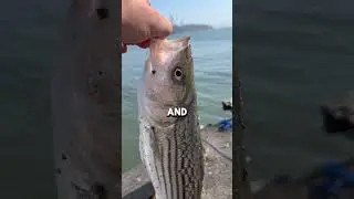 Bay Area Fishing Report August!!!
