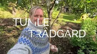 🧄🌱Odla vitl&ouml;k i tr&auml;dg&aring;rden eller pallkrage - S&aring; h&auml;r enkelt &auml;r det att odla vitl&ouml;k hemma🧄🌱