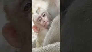 Poor baby monkey Leo crying loudly he's really need milk getting #monkey