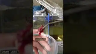 Cacing Beku Untuk Makan Bettafish #bettafish #rumahcupang #bettaworld #bettaholic #cacingbeku