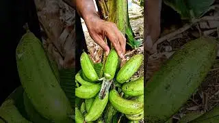 Tapping Bananas in the Garden, Yields a Lot of Latex