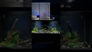 South American Cichlids tank looking good #aquariumaquascape #aquariumlove #fishtankdecor #fish