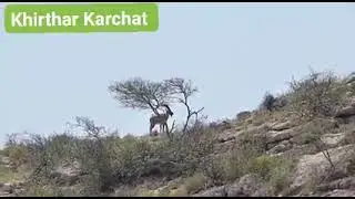 Ibex Kirthar National (Karchat) Park Sindh Pakistan