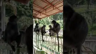 monkeys family asking for foods at housing area  #viral #trending #monkey #shortsvideo