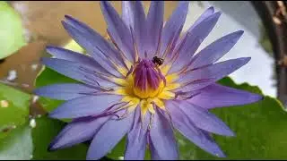 jual teratai Tunjung biru, manfaat bunga teratai biru, manfaat teratai Tunjung biru, blue water lily
