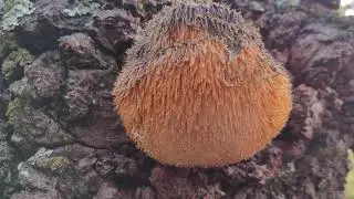Melena de le&oacute;n silvestre. identificaci&oacute;n. Hericium erinaceus.