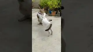 Epic Cat Showdown: The Ultimate Battle of Whiskers!