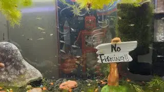 Baby Fish!