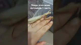 показ всех моих питомцев 1 часть
