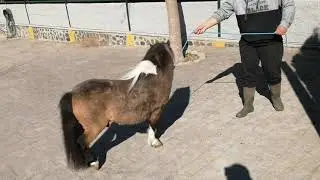 pony shetland puro en venta y disponible para cubriciones
