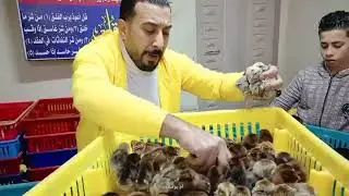 انقلاب مفاجئ في الكتاكيت والبط اليوم في معمل البرماوى 1/15