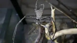 Deinopis aspectans adult female best of