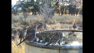 Saturday Morining at the Chiricahua Mountains water tank