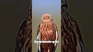 Eagle Attitude status | whatsapp status |😎🦅 Being Alone is Power #attitude #anshimacreation #shorts