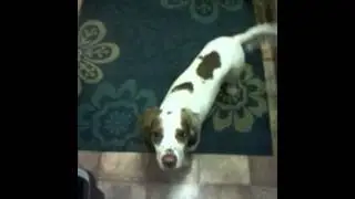 Super toby concentration dog tricks