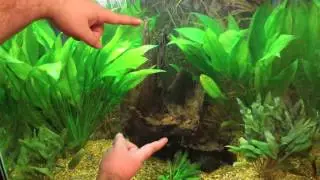 56 gallon aquarium