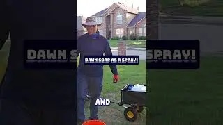 Why Are People Spraying Dawn Soap On Trees?