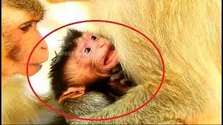Poor baby Duke scream inform mom it hurt don't move,Hope baby Duke damage will heal soon