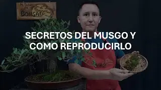 Secretos del MUSGO y como REPRODUCIRLO