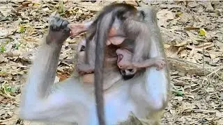 Watch monkey julina use style to lift baby jada on her head is really great
