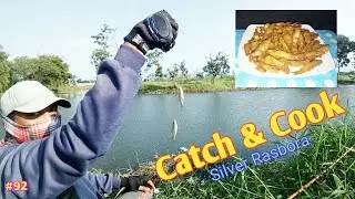 The Best Micro Fishing Catch And Cook Silver Rasbora
