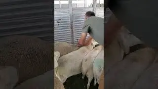 Sheep health care at Royer Farm Fresh
