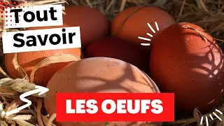 Tout savoir sur les oeufs (conservation...)