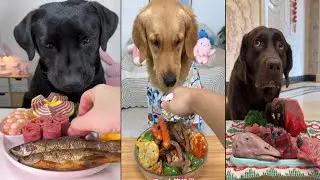 Dogs React to Luxury Raw Food Feast 🐶🥩 | You Won&rsquo;t Believe Their Expressions!&rdquo;&lrm;