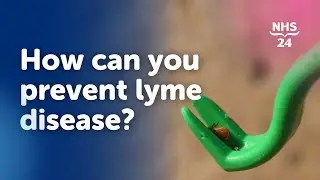 How can you prevent Lyme disease?