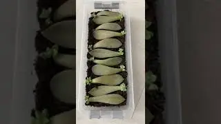 100% Successful Succulents Propagation Graptopetalum Paraguayense Ghosts Plant #shorts