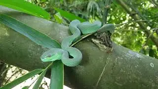 SNAKE DISCOVERY AWESOME Turquoise PIT VIPER! , HERPING in Asia with Corey Wild! Snakes!
